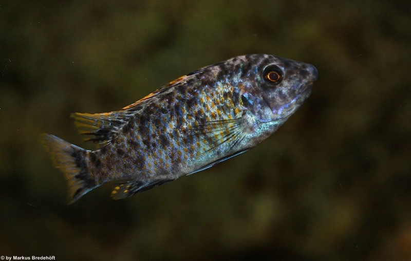 Labeotropheus fuelleborni 'Thumbi West Island'